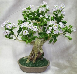 Ligustrum Bonsai